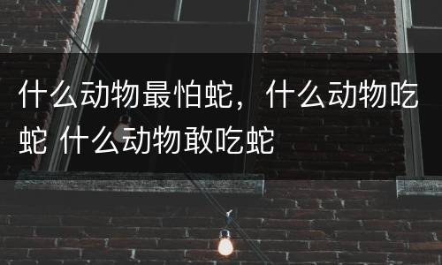 什么动物最怕蛇，什么动物吃蛇 什么动物敢吃蛇